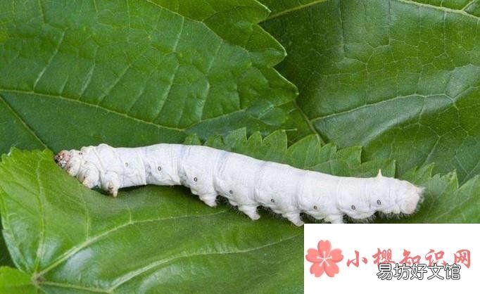怎样养蚕才合理