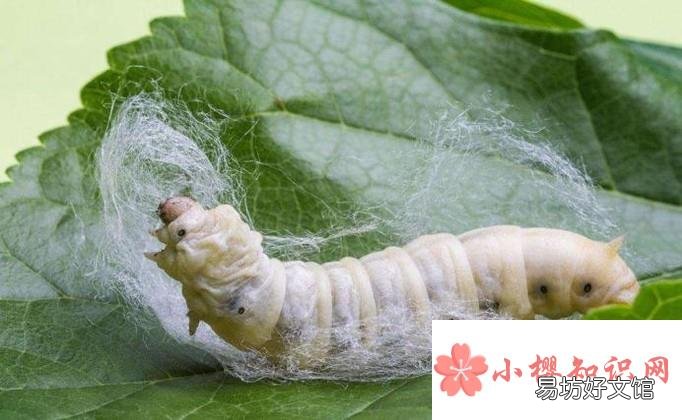 怎样养蚕才合理