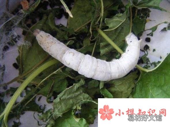 怎样养蚕才合理