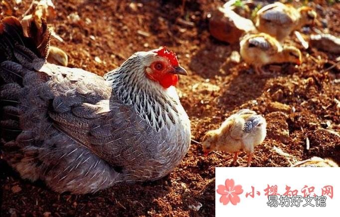 小鸡的喂养方法