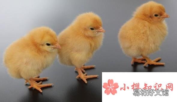 小鸡的喂养方法