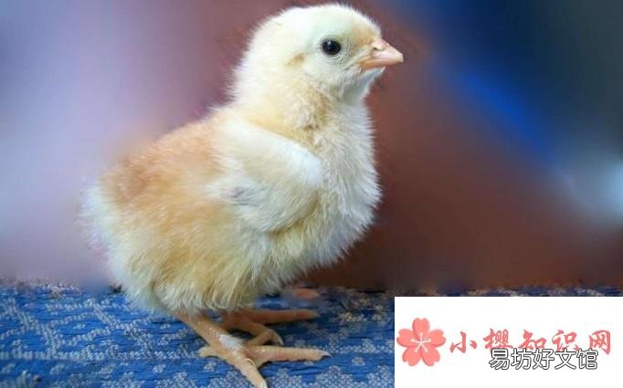 小鸡的喂养方法