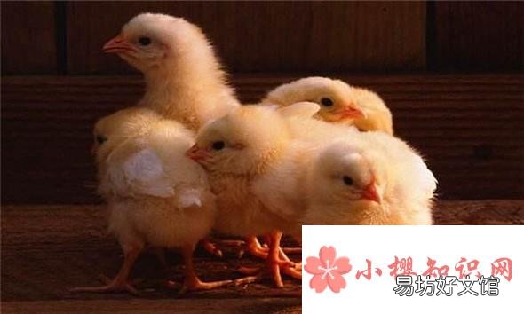 小鸡的喂养方法