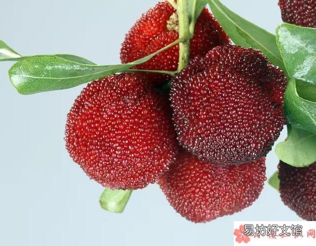 杨梅上有小虫子能吃吗 孕妇能吃杨梅吗