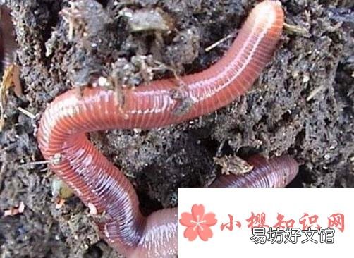怎么快速的钓到小龙虾?