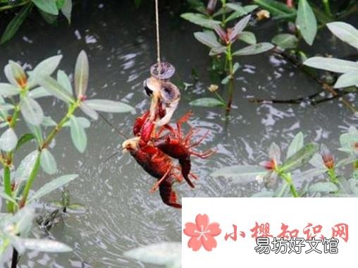 怎么快速的钓到小龙虾?