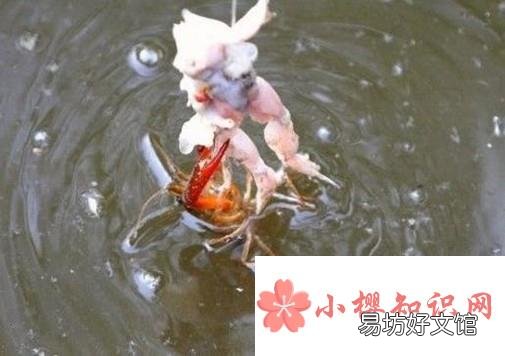 怎么快速的钓到小龙虾?