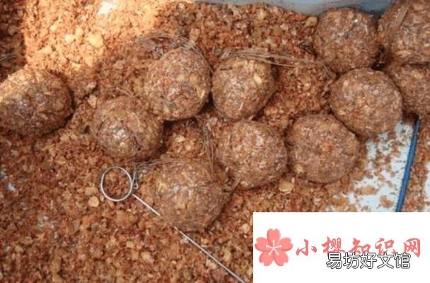 怎么治小鱼闹窝
