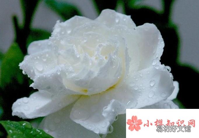 栀子花长虫子怎么办