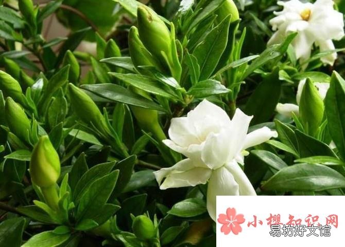 栀子花长虫子怎么办