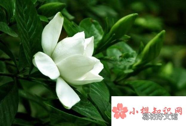 栀子花长虫子怎么办