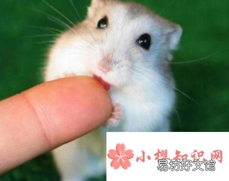 生日礼物送什么好？