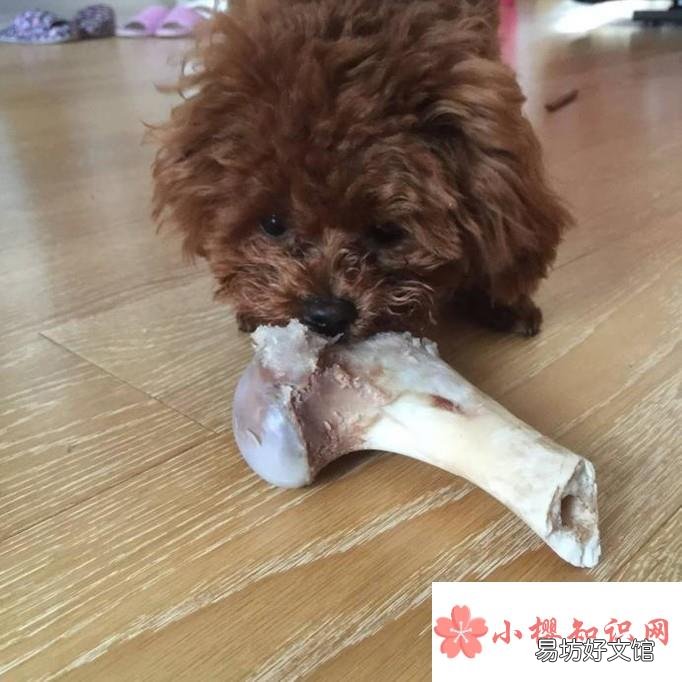 小狗吞了骨头怎么办