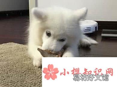小狗吞了骨头怎么办
