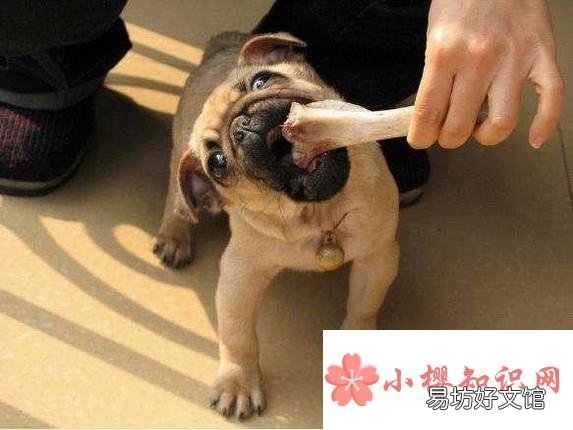 小狗吞了骨头怎么办