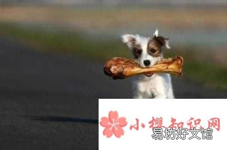 小狗吞了骨头怎么办