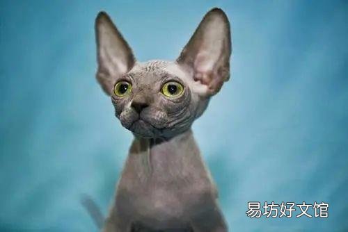 无毛猫图片(没有毛的猫的图片大全)