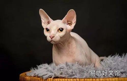 无毛猫图片(没有毛的猫的图片大全)