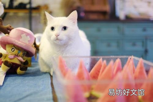 无毛猫图片(没有毛的猫的图片大全)