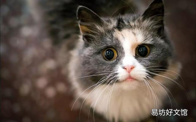 小猫能吃火腿肠吗(2个月小猫能吃火腿肠吗)