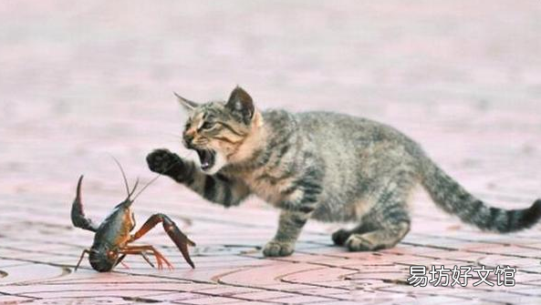 小猫能吃火腿肠吗(2个月小猫能吃火腿肠吗)