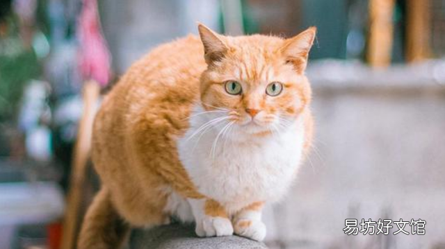 猫减肥应该怎么喂养(猫减肥吃什么猫粮)