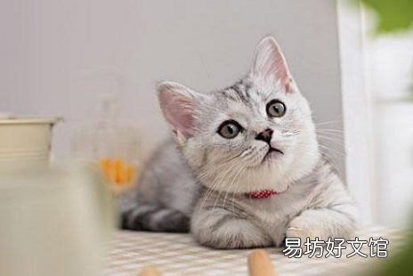 猫减肥应该怎么喂养(猫减肥吃什么猫粮)