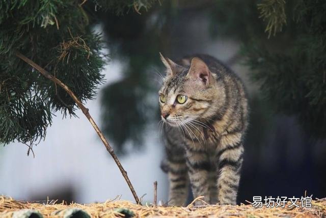 最好养的猫的排行榜(什么猫最好养)