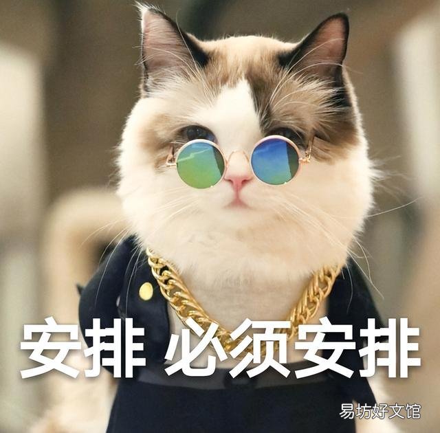 最好养的猫的排行榜(什么猫最好养)