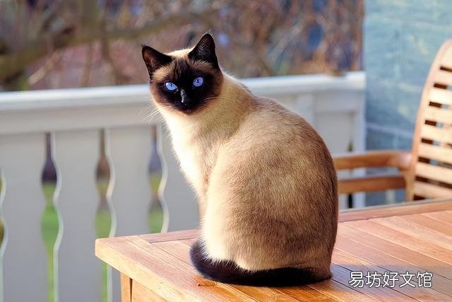 最好养的猫的排行榜(什么猫最好养)