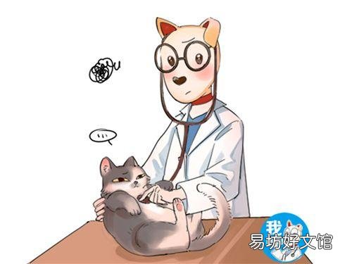 猫传腹最明显的症状(猫传腹最明显的症状图片)
