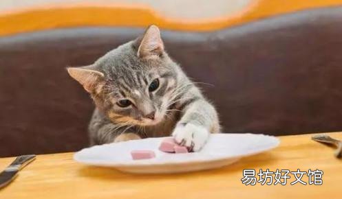 猫吃什么食物除了猫粮(2个月小猫吃什么食物除了猫粮)