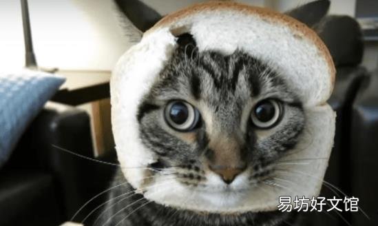 猫吃什么食物除了猫粮(2个月小猫吃什么食物除了猫粮)