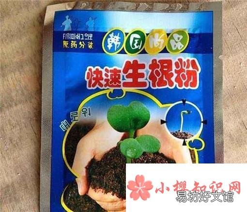 松树枝扦插生根