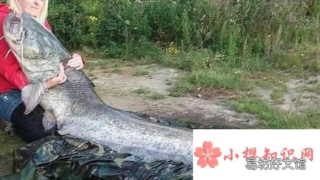 修炼成精被捕获的十大巨型怪物