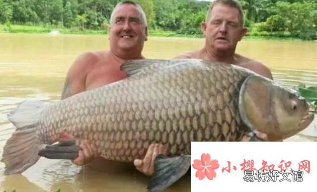 修炼成精被捕获的十大巨型怪物