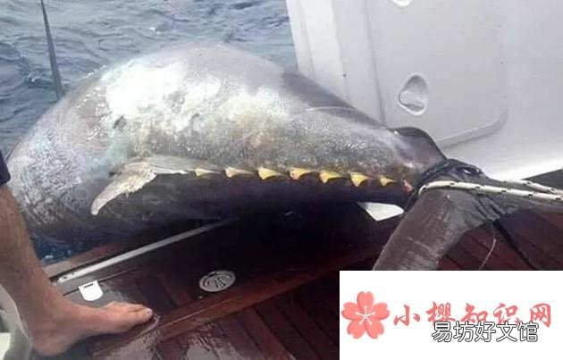 修炼成精被捕获的十大巨型怪物
