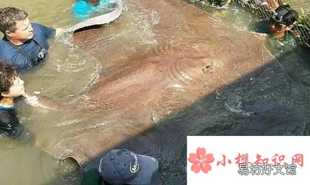 修炼成精被捕获的十大巨型怪物