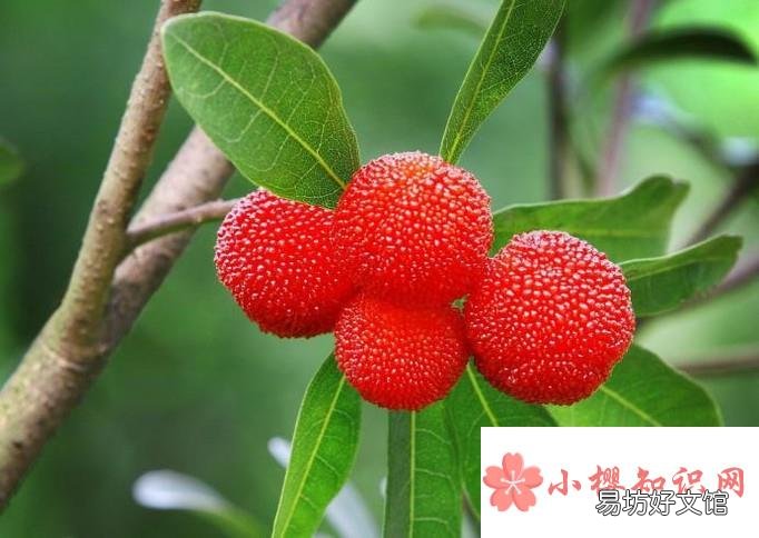 吃杨梅的好处与注意事项