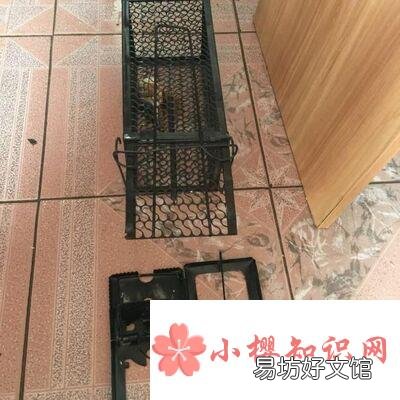 当家里出现有老鼠怎么办?