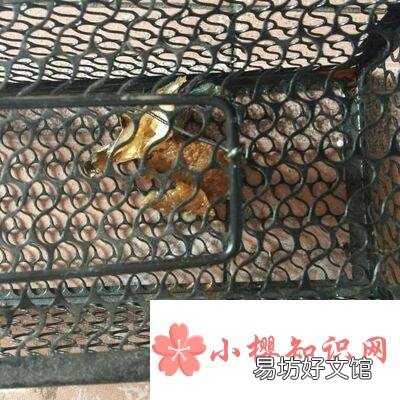 当家里出现有老鼠怎么办?