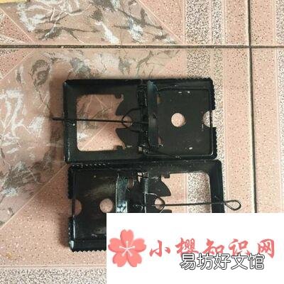 当家里出现有老鼠怎么办?