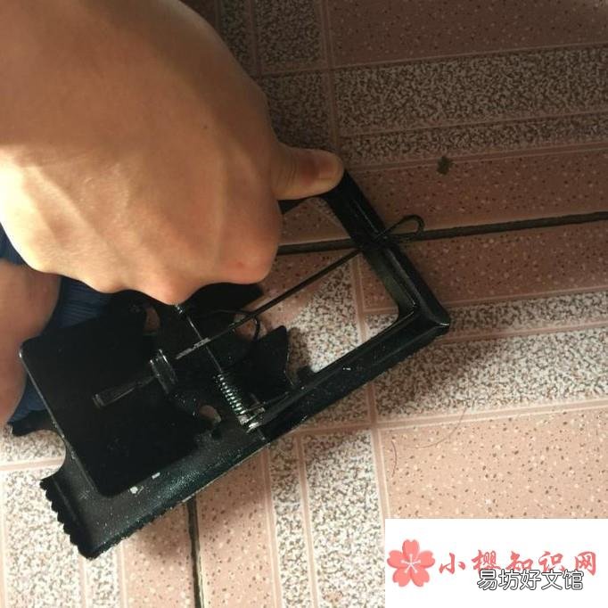 当家里出现有老鼠怎么办?