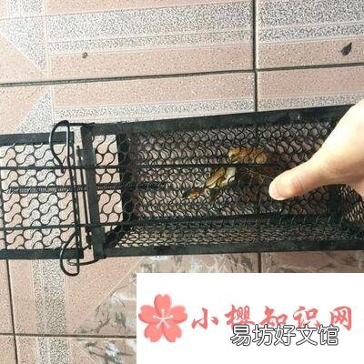 当家里出现有老鼠怎么办?