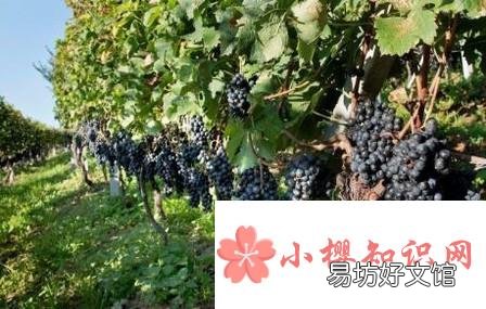 适合北方农家小院种植的果树