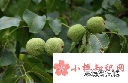 适合北方农家小院种植的果树