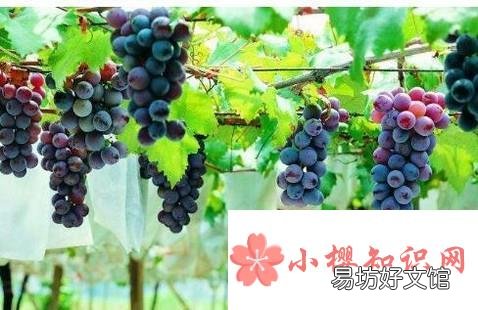 适合北方农家小院种植的果树