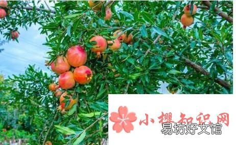 适合北方农家小院种植的果树