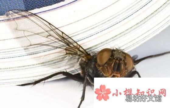 驱除苍蝇的有效方法有哪些?怎么消灭家里的苍蝇