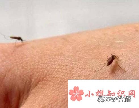 夏天被蚊子咬怎么快速止痒